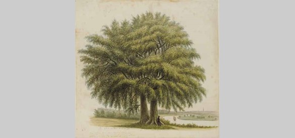 Kastelen en buitenplaatsen: De IJssel bij Rhederoord met grote boom, 1852.