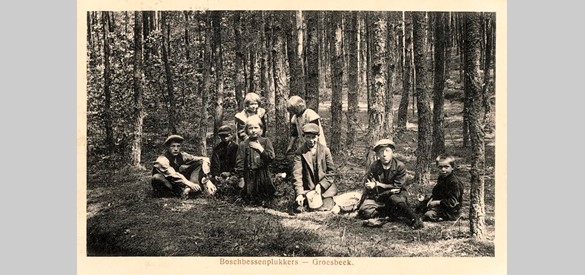 Ansichtkaart uit 1912 met bosbessenplukkers. Jong en oud zijn begin juli dagenlang in de bossen aan het plukken.