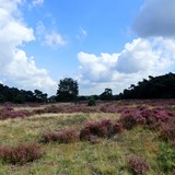 Heide op de Hoge Veluwe © O. Spekman, CC BY-4.0