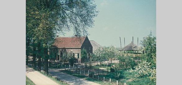 Boerderij met dwarshuis in Herwijnen (T-vorm). Mei 1954.