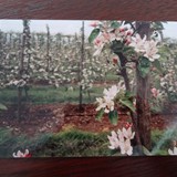 Fruitteelt ca. 1992 (1) © Dhr. Van de Borgh