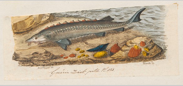 Steur was de grootste vis in Nederlandse wateren. Vrouwelijke steuren konden tot vier meter lang worden. Kuit was lekkernij (peelmoes, later kaviaar).