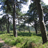 De Dellen dennen van Daendels © Geldersch Landschap & Kasteelen