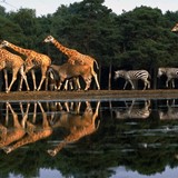 Dieren in Burgers Zoo in Arnhem