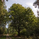 sysselt grote solitaire beuk Foto: Stichting Geldersch Landschap Geldersche Kasteelen