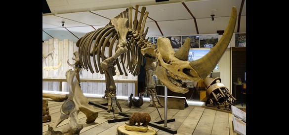 Skelet van een wolharige neushoorn.