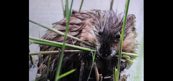Een muskusrat