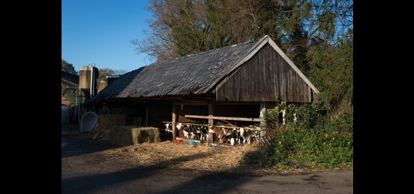 Koeien op de boerderij
