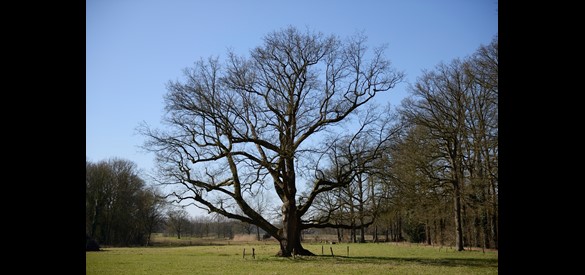 Eik op het landgoed van Van Eerden