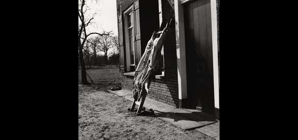 Geslacht varken op een ladder bij een boerderij in de omgeving van Winterswijk, 1965.
