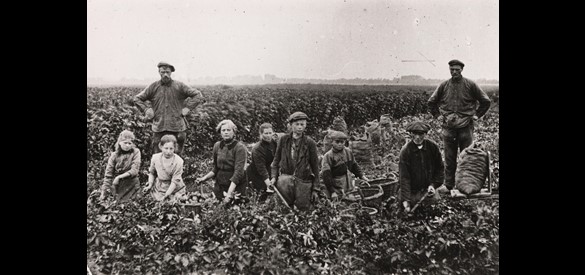 Vrouwen, mannen en kinderen zijn bezig met het rooien van aardappelen, 1900-1920.