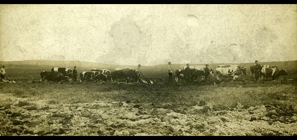 Beploegen der Kemperheide met 12 ossen, maart 1903.