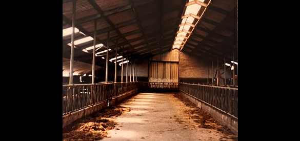 De lege Stal na de ruiming van de veestapel.