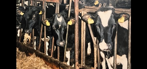 Getroffen koeien voordat zij worden afgevoerd.