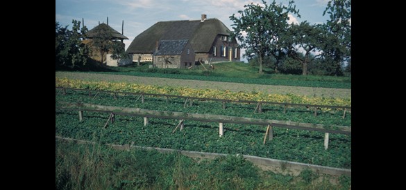 Boerderij op een woerd in Kerkwijk, 1952.