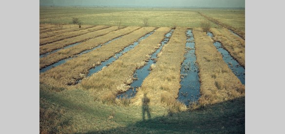Drassig land in de ‘Zak van Maas en Waal’, zelfs nog begin jaren 1950