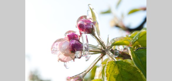 Een ijslaagje zorgt dat de vruchtjes aan fruibomen niet kapotvriezen
