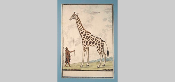Giraffe en inheems persoon, Atlas Gordon, 1779