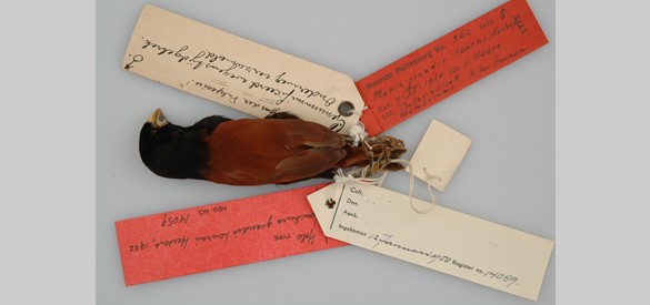 Vogel uit collectie van Van Heurn, gevangen op 07-12-1920.