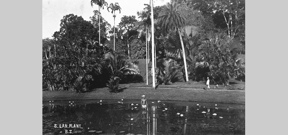 Lotusvijver in de plantentuin te Buitenzorg, 1900-1925.