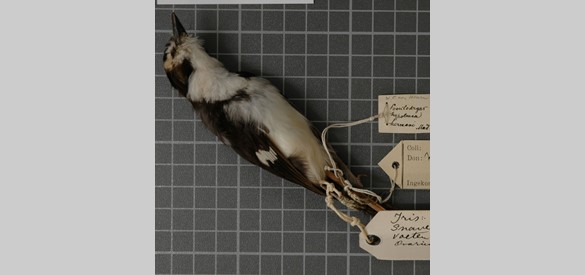 Vogel uit de verzameling van Van Heurn verzameld op 27-06-1920 tijdens de Mamberamo expeditie.