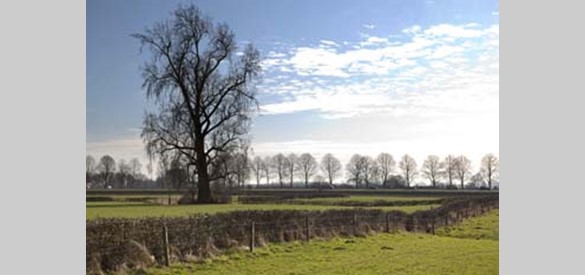 Op de foto zijn gevlochten heggen in het weiland naast kwekerij hof van Dieren te zien. Op de achtergrond de verbindingsweg van Doesburg naar De Steeg.