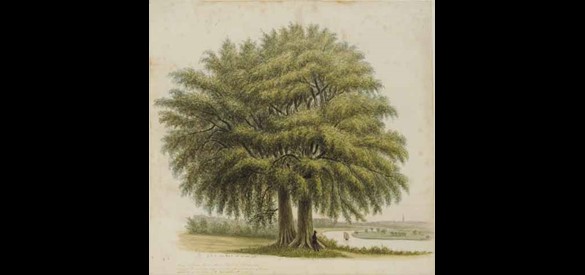 Kastelen en buitenplaatsen: De IJssel bij Rhederoord met grote boom, 1852.