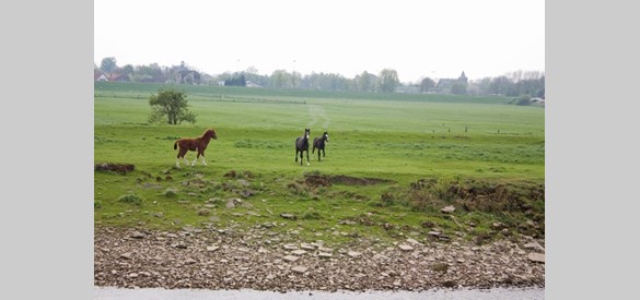 Paarden langs de IJssel.