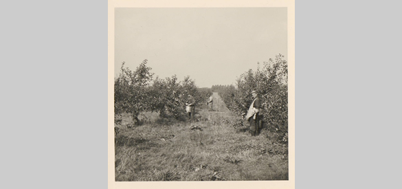 Appelpluk van laagstambomen bij Maurik (ca. 1960)