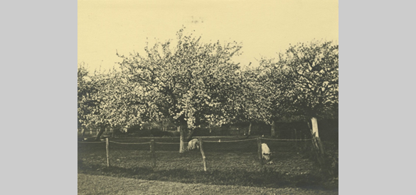 Hoogstam fruitbomen met rondscharrelende varkens in Tiel (ca. 1940)