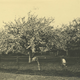 Hoogstam fruitbomen met rondscharrelende varkens in Tiel (ca. 1940) © Fotocollectie Regionaal Archief Rivierenland (0670-M1020)