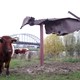 De locatie, naast de brug © Leo Smole/Gemeente Arnhem CC BY NC