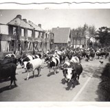 Na de evacuatie keren mensen en vee terug naar hun stad, waar de oorlogsschade duidelijk zichtbaar is (foto: Archief Stichting Oud Nijkerk).