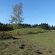 Grafheuvel Groevenbeekse heide © Gert Schuurman, CC BY-NC
