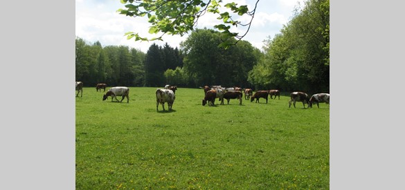 Koeien in Leuvenum