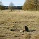 Restanten van de Winkelmankazerne in Nunspeet © Frank Oosterboer
