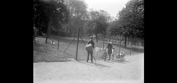 Het hertenkamp in het Kronenburgerpark circa 1932