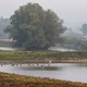 Vogelpopulatie op de Heesseltsche uiterwaarden © Anton Lemmers