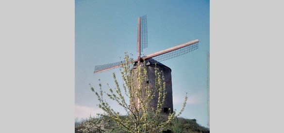De torenmolen van Zeddam in 1960