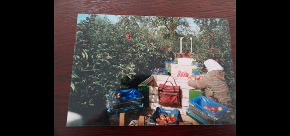 Fruitteelt ca. 1992