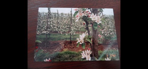 Fruitteelt ca. 1992 (1)