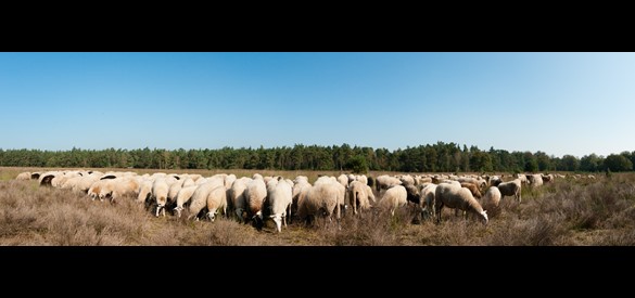 Schapen van Chris Grinwis
