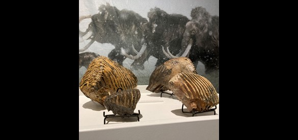 Mammoetkiezen in de tentoonstelling KOUD!