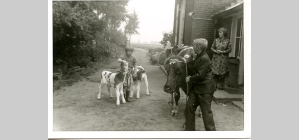 Familie Ter Bogt met het vee op de boerderij