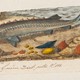 Steur was de grootste vis in Nederlandse wateren. Vrouwelijke steuren konden tot vier meter lang worden. Kuit was lekkernij (peelmoes, later kaviaar). © Bron: Universiteit van Amsterdam, Iconographia Zoölogica, 1700-1800. CC0