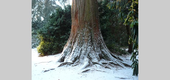 De ruim 150 jaar oude Mammoetboom in het Kleine Pinetum