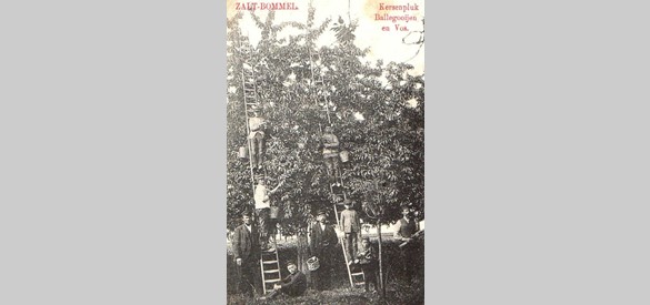 Kersenpluk bij Zaltbommel op een prentbriefkaart van omstreeks 1910