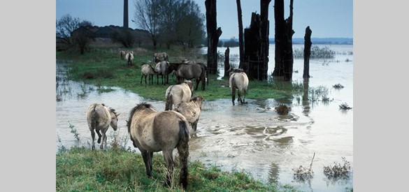 Een belangrijk aspect van het beheer van de nieuwe natuurgebieden in de uiterwaarden, is de inzet van grote grazers, zoals pony’s, Heckrunderen en Konikpaarden, hier in de Millingerwaard, bij hoogwater