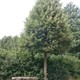 Mariënboom © 