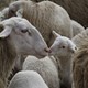Schapen © Ep Boeve
